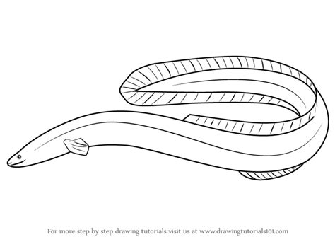 Eel Drawing