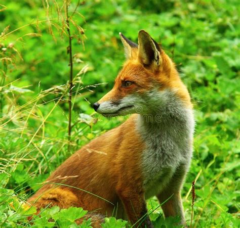 Red Fox Standing In Grass Stock Photo Image 38242250