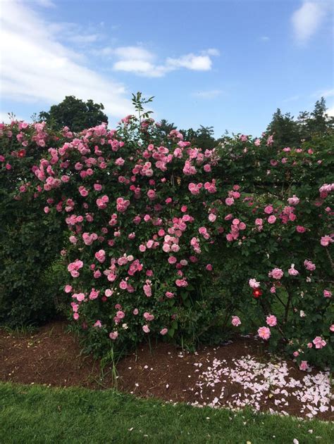 Elizabeth Park Hartford Ct Americas Oldest Rose Garden Old Rose