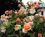 Climbing Roses Without Thorns Pictures