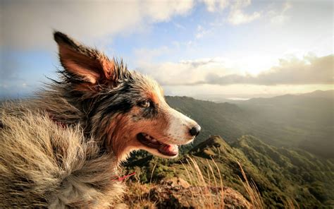 Nature Dog Landscape Animals Windy Wallpapers Hd Desktop And
