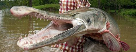 Started with a 3 inch. Alligator Gar Fishing. American's Giants