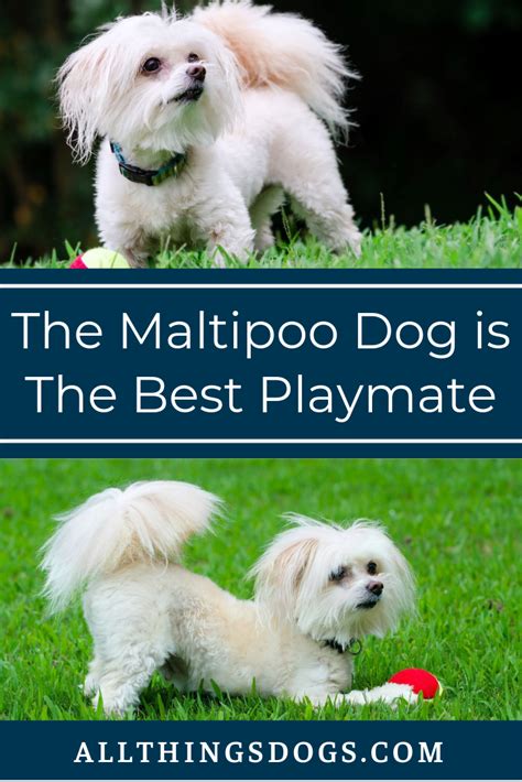 Maltipoo Dog Maltipoo Dog Maltipoo Maltese Poodle Mix