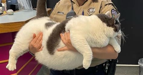 Worlds Fattest Cat Weighing Same As A Five Year Old Child Saved From