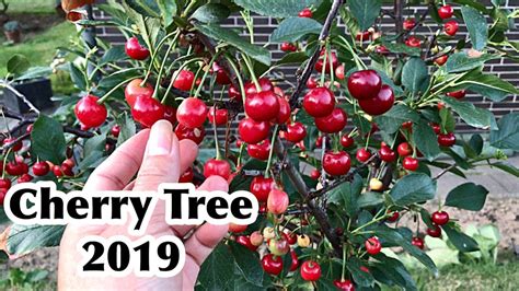 Keyword For Cherry Tree Plantation