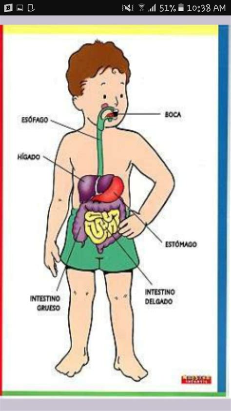 Imagenes Del Aparato Digestivo Para Ninos Images Hot Sex Picture
