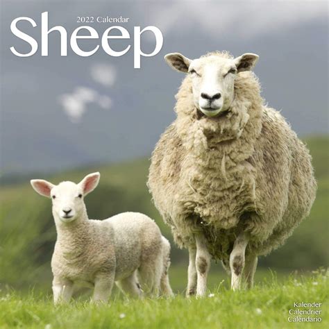 Sheep Schafe 2022 16 Monatskalender Original Avonside Kalender