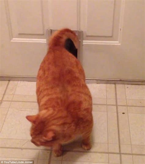 Fat Cat Feels The Squeeze Garfield Lookalike Struggles To Squeeze