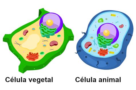 Células Vegetais Características Organelas Funções