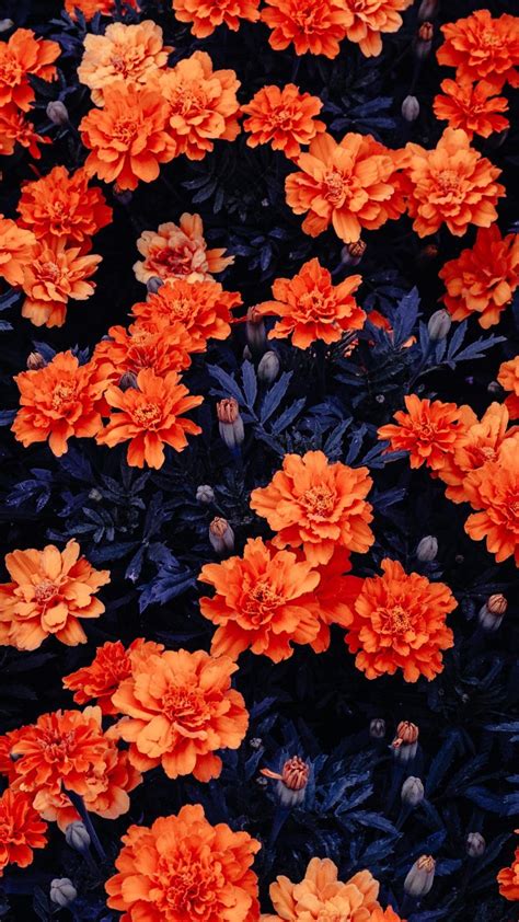 Spring Desktop Wallpaper Hd Flower Wallpaper Orange Wallpaper Nature