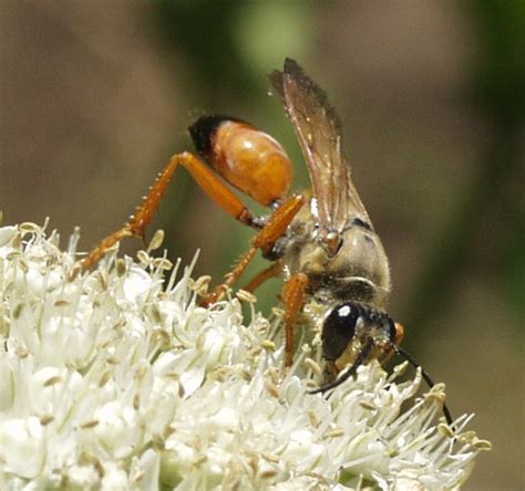 Great Golden Digger Wasps Whats That Bug