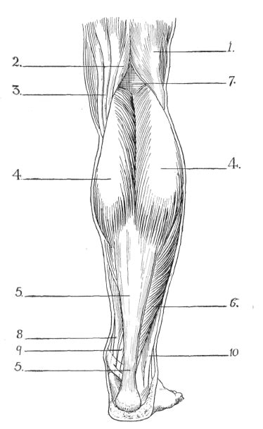 Lower Leg Muscle Diagram Blank Sketch Coloring Page Sketch Coloring