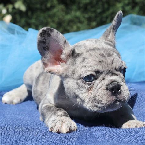 Miniature Blue French Bulldog Puppies For Saleblue Frenchie For Sale