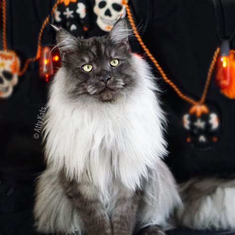 Breeding healthy, happy maine coons for over 25 years. Pin on Main Coom Cats