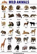 Wild Animals: List of 30+ Popular Names of Wild Animals in English ...