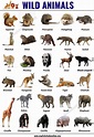 List of Animals: 1300+ Animal Names Around the World - English Study Online