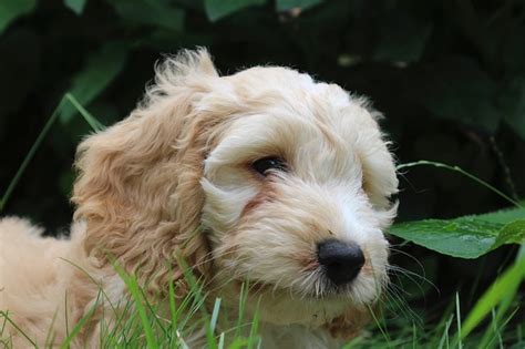 Is The Cockapoo Hypoallergenic Everything You Need To Know