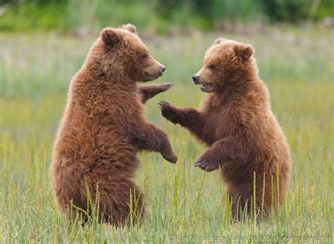 brown bear cubs photos by ron niebrugge