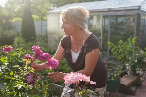 Excited Mature Caucasian Female Gardener Caring Blossoming Bush Roses