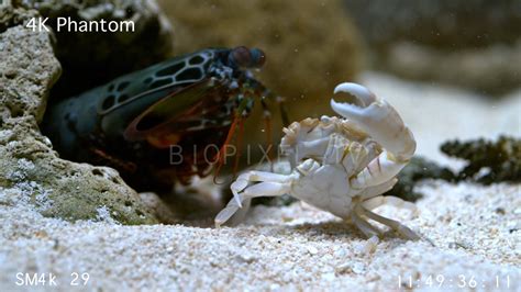 4k Weird Peacock Mantis Shrimp Clubbing Crab Slow Motion Phantom Flex 1000 Frames Per Second
