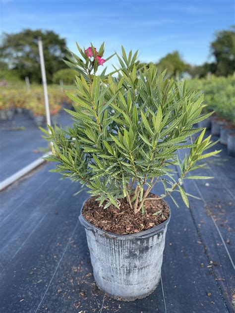 Oleander Calypso Aol Foliage