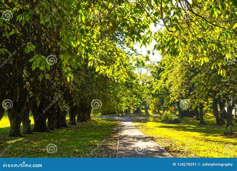 Beautiful Spring Park With Alley Of Old Trees Stock Image Image Of