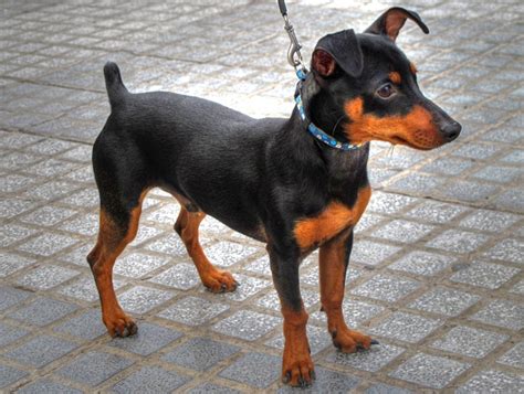 Perro Pinscher Miniatura Misc Pinterest Mascotas