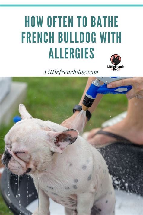 How Often To Bathe French Bulldog With Allergies Artofit