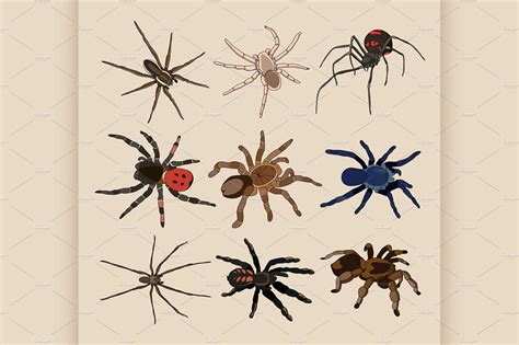 Vector Of Spiders Set Illustrator Graphics ~ Creative Market