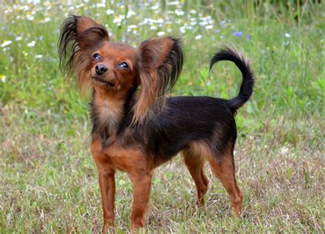 Russian Toy Terrier Dog Breed Facts And Advice Mypetzilla Uk
