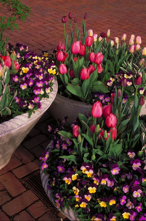 Spring Flower Containers At Longwood Gardens Jardinage