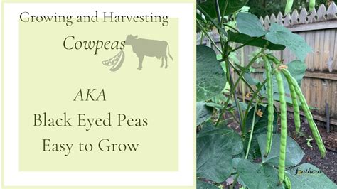 Growing And Harvesting Cowpeasaka Black Eyed Peaseasy Plant To Grow🍃