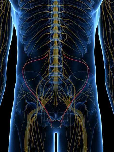 Ilioinguinal Nerve Anatomy