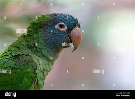 Blue Crowned Parakeet Blue Crowned Conure Or Sharp Tailed Conure