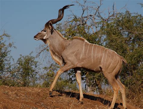 Encyclopedia Of Animal Facts And Pictures Kudu