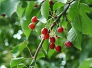 Definition > Wild cherry - Prunus avium - Sweet cherry - Gean