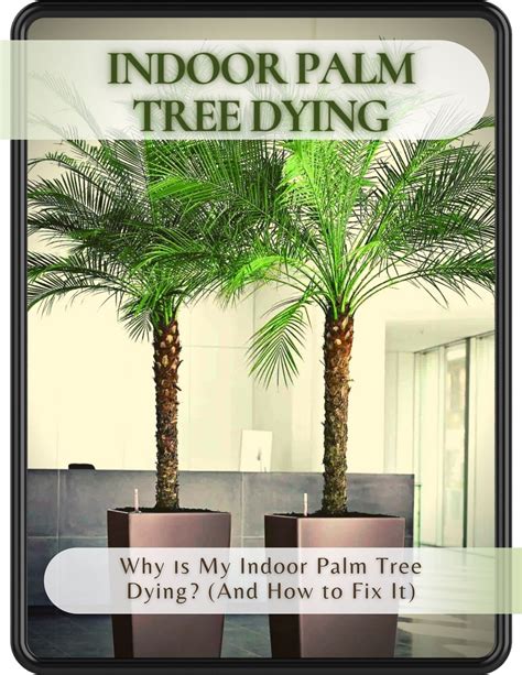 Buy Indoor Palm Tree Dying Why іs My Indoor Palm Tree Dying And How