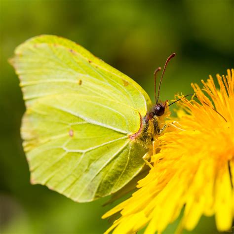 Brimstone Butterfly Stock Photo Image Of Background 54433334