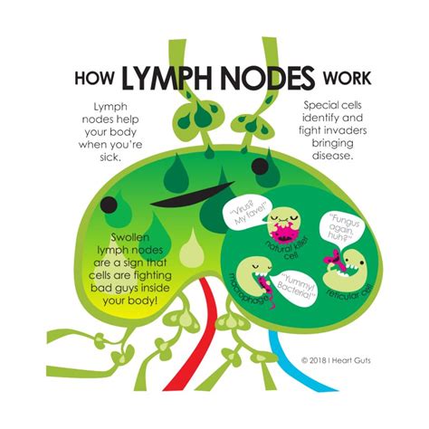 What Do Your Lymph Nodes Do Kwhatdo