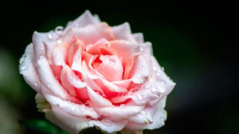 Download Wallpaper 3840x2160 Rose Flower Petals Drops Rain Pink 4k
