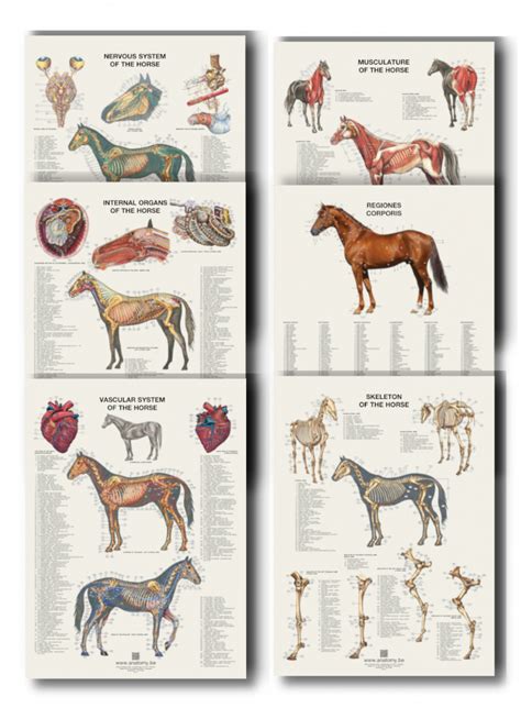 Horse Anatomy Posters Set Immediate Shipping Anatomybe