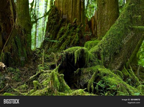 Mossy Forest Details Image And Photo Free Trial Bigstock