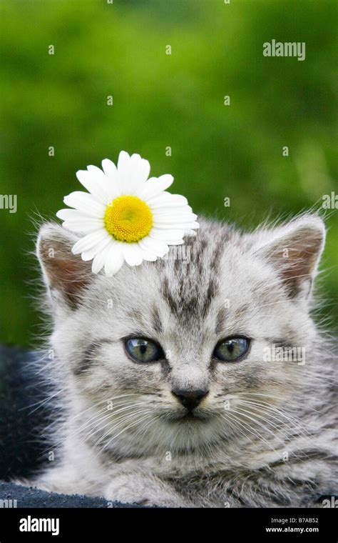 Kitten With Daisy Stock Photo Alamy