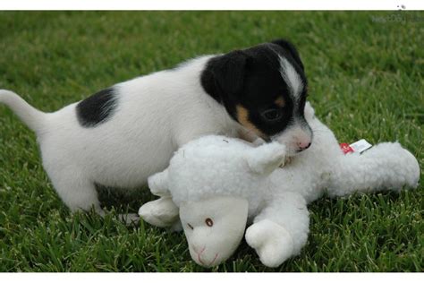 The jack russell terrier has a strong rectangular frame. Jack Russell Terrier puppy for sale near Inland Empire ...