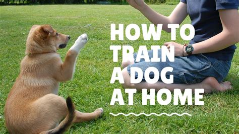 How To Train A Dog At Home Train Any Dog Youtube