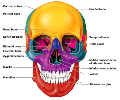 Skull Lab Anatomy And Physiology