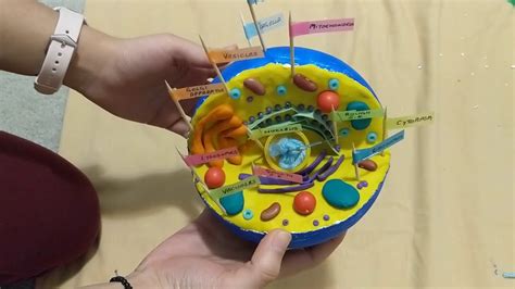 How To Make 3D Cell Model YouTube