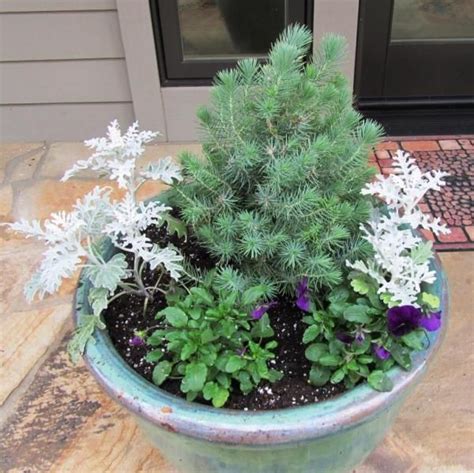 4 Ideas For Fallwinter Container Gardens Winter Container Gardening