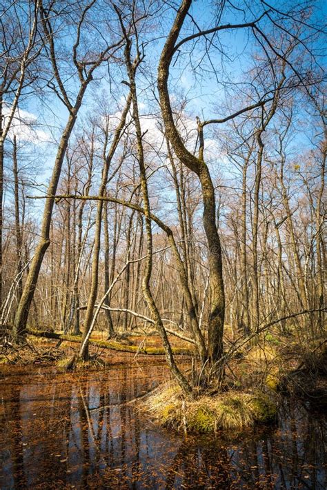 Flood In Forest In Spring Time Stock Image Image Of Park Nature