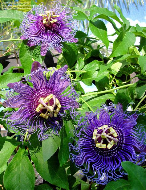 Plantfiles Pictures Passiflora Passion Flower Passion Vine Blue